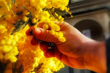 Mesero - Scultura per le mimose